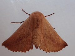 Monoctenia smerintharia