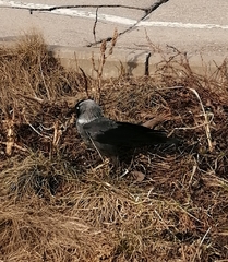 Corvus monedula