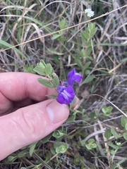 Scutellaria wrightii