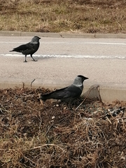 Corvus monedula