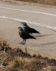 Corvus monedula