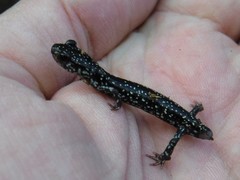 Plethodon sequoyah