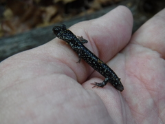 Plethodon sequoyah