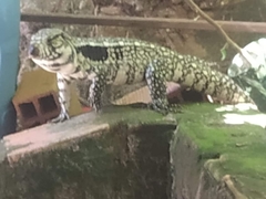 Salvator merianae merianae