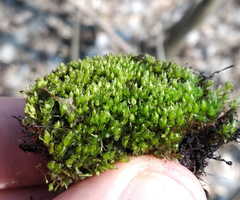 Ptychostomum moravicum