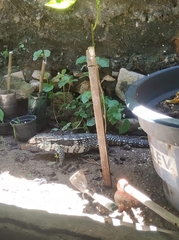 Salvator merianae merianae