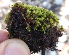 Ptychostomum moravicum