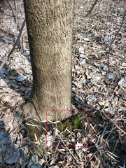 Ptychostomum moravicum