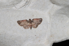 Axinoptera orphnobathra