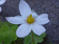 Pauridia etesionamibensis