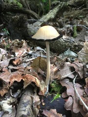 Coprinellus