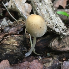 Coprinellus