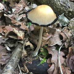 Coprinellus