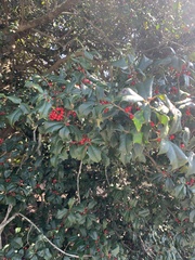 Ilex opaca