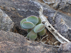 Crassula sericea