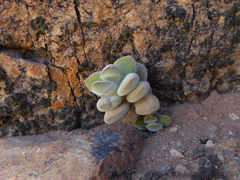 Crassula sericea