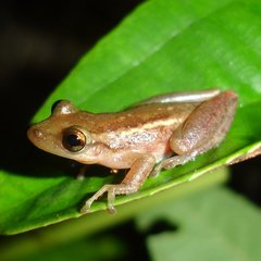 Scinax tymbamirim