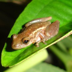 Scinax tymbamirim