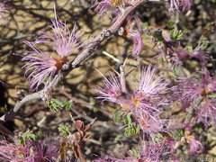 Calliandra redacta