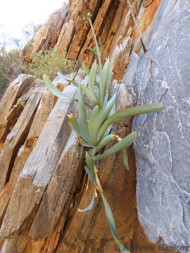 Cyrtanthus herrei