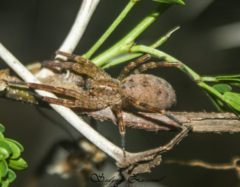 Zoropsis