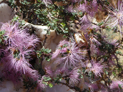 Calliandra redacta