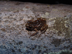 Eleutherodactylus wixarika