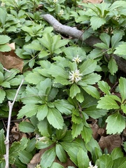 Pachysandra