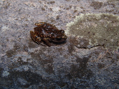 Eleutherodactylus wixarika