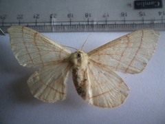 Eupterote bifasciata