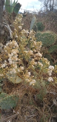Barkleyanthus salicifolius
