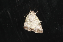 Blenina quinaria