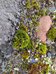 Bryum dichotomum