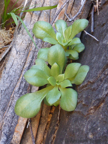 Tylecodon racemosus