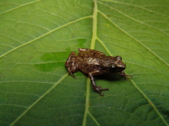 Eleutherodactylus floresvillelai