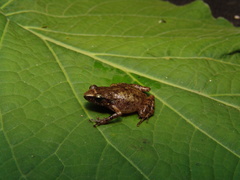 Eleutherodactylus floresvillelai