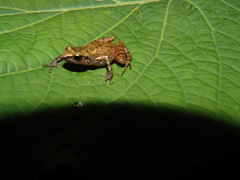 Eleutherodactylus floresvillelai