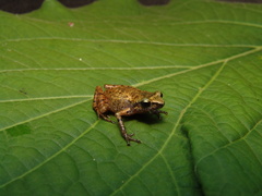 Eleutherodactylus floresvillelai