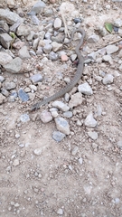 Malpolon monspessulanus