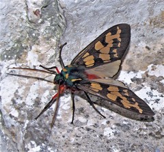 Amastus formosana