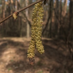 Corylus avellana