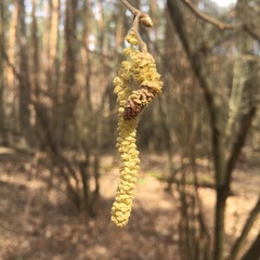 Corylus avellana