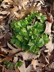 Anemonoides apennina