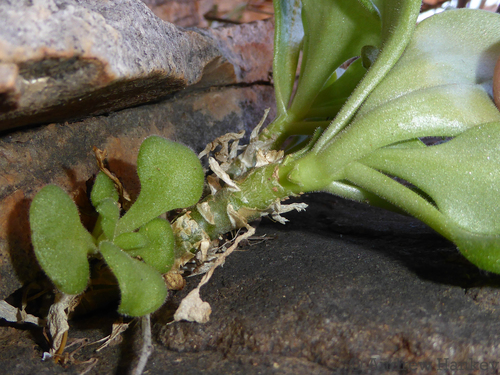 Tylecodon racemosus