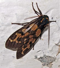 Amastus formosana