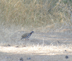 Francolinus francolinus