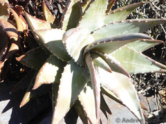 Aloe meyeri