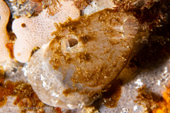 Ascidiella aspersa