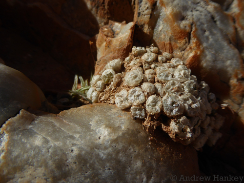 Conophytum angelicae