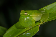 Sphaenorhynchus caramaschii